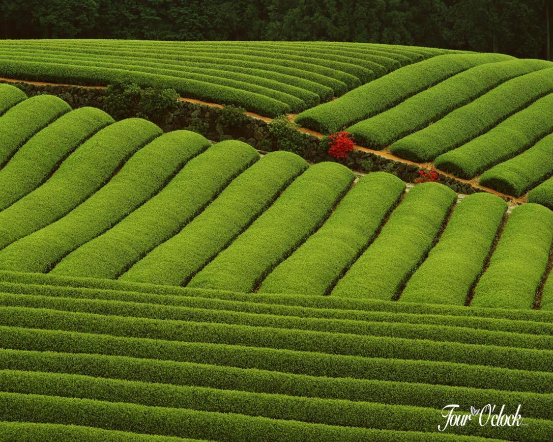 Hotel Emerald Inn Munnar Exteriör bild